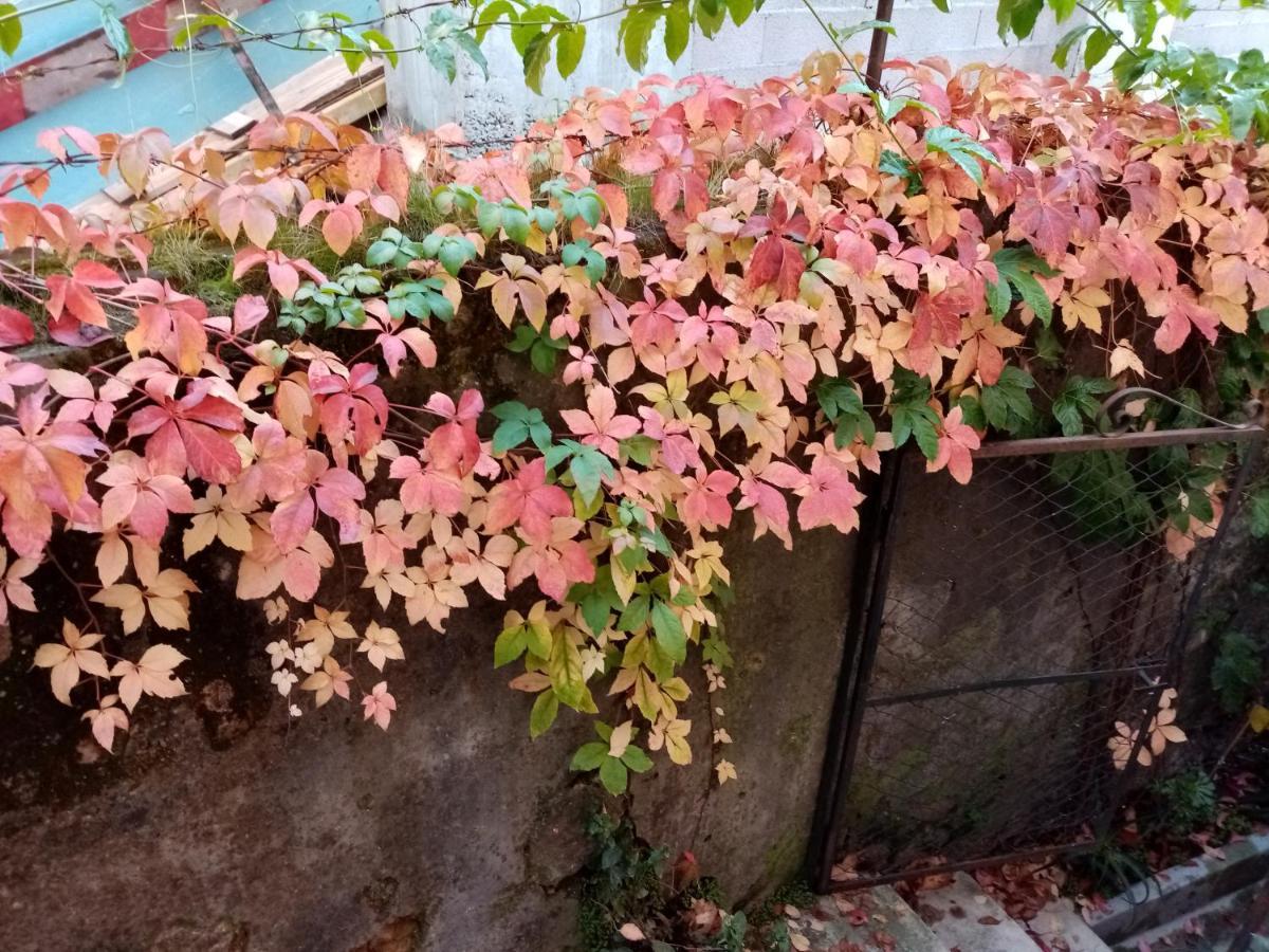 Casa Da Judiaria Velha 호텔 비세우 외부 사진